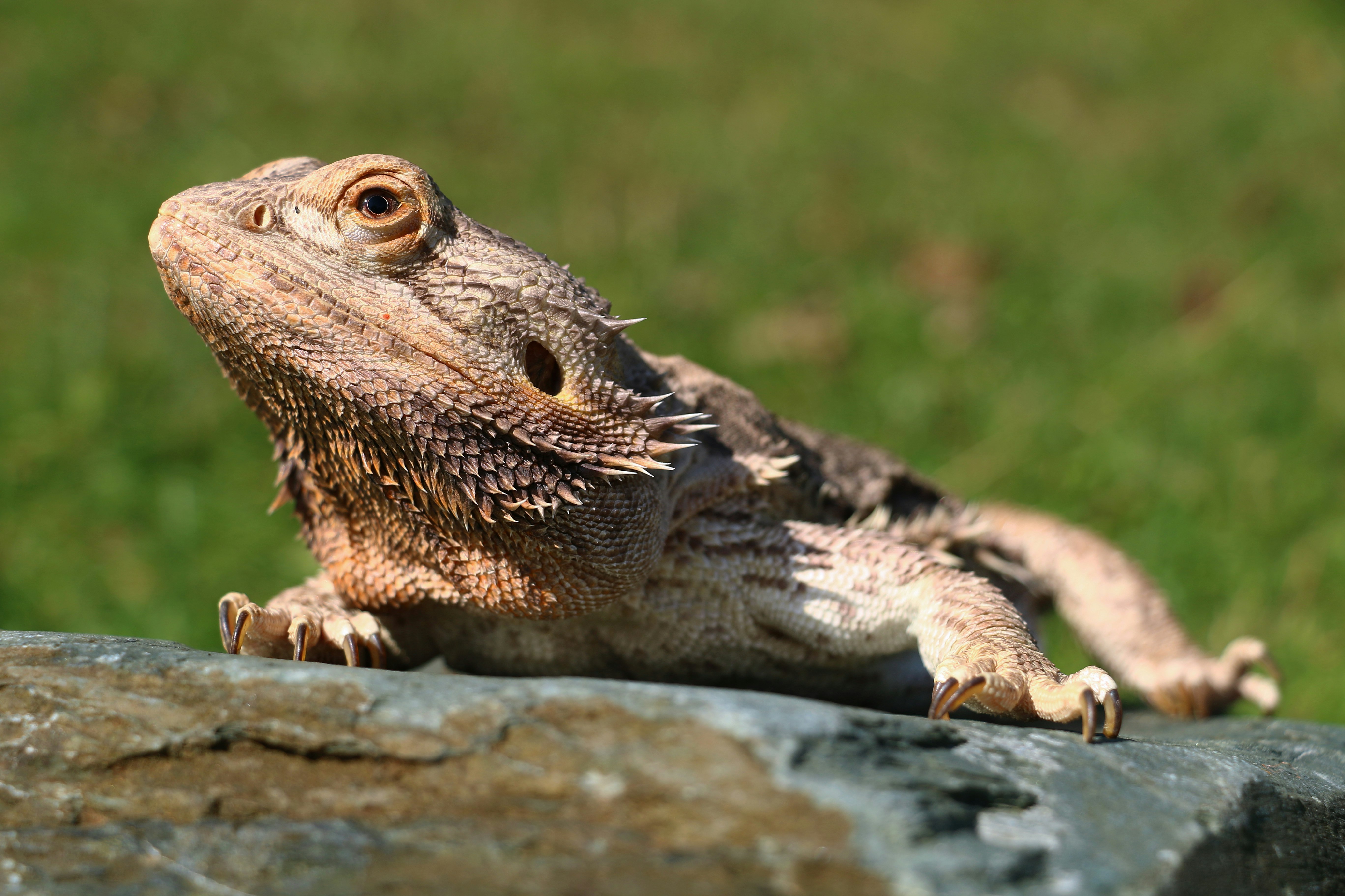 brown lizard